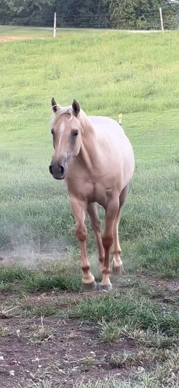 quarter-horse-filly