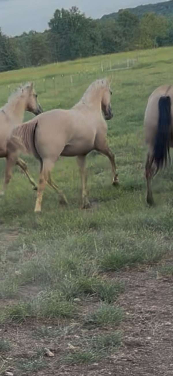 quarter-horse-for-sale