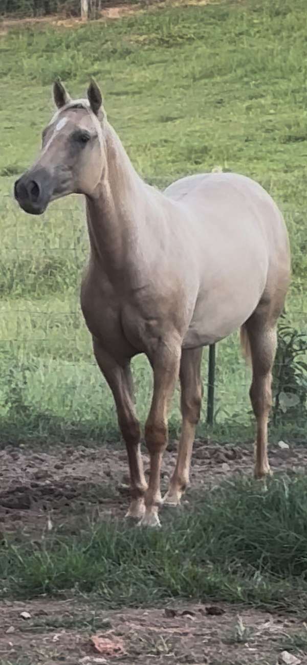 quarter-horse