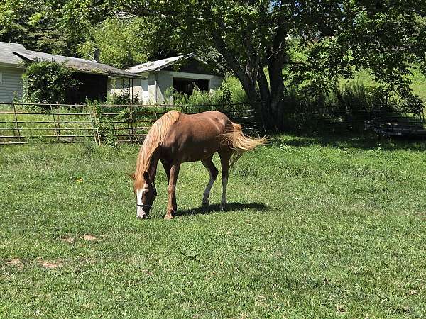 blaze-pony
