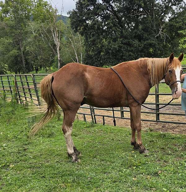 sorrel-blaze-pony