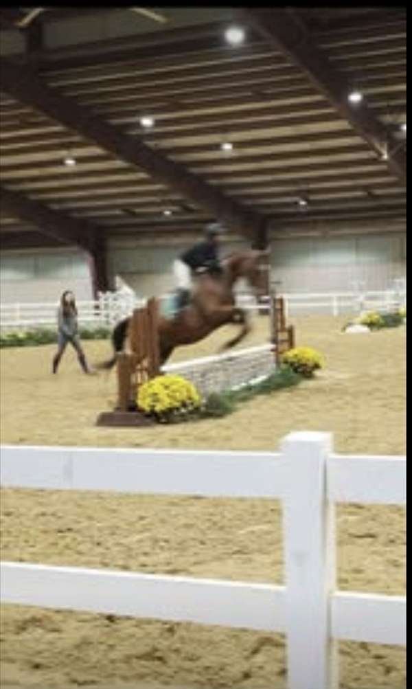 warmblood-mare