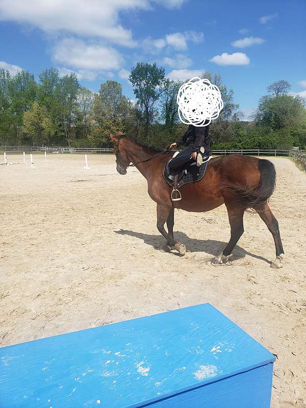 warmblood-horse-for-sale