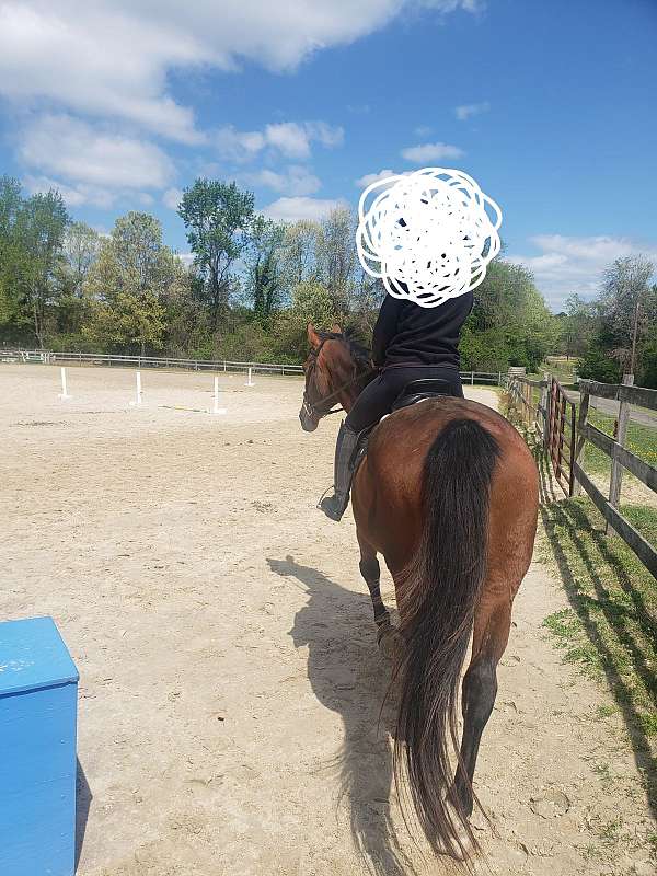 warmblood-horse