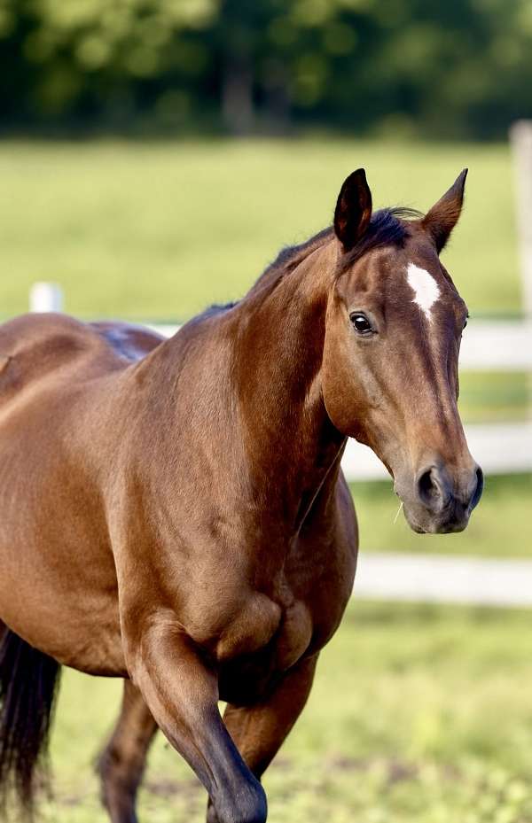 attractive-mare