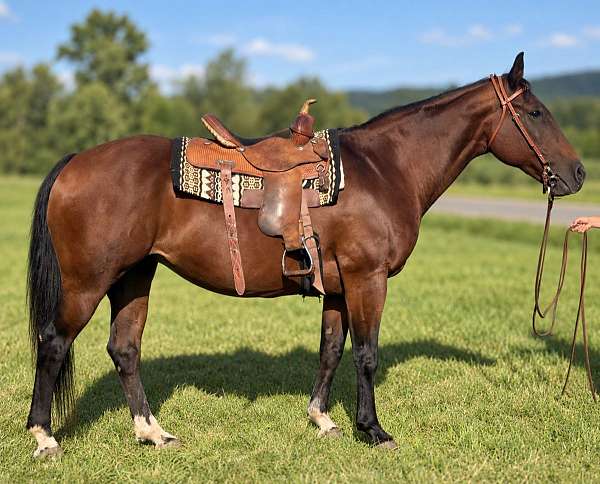 adults-quarter-horse