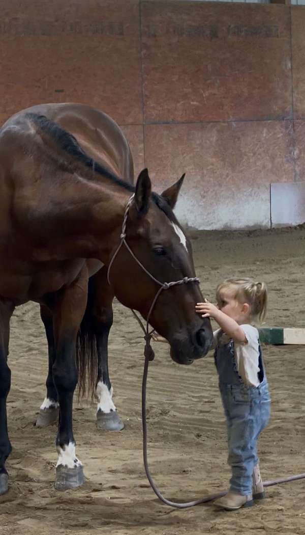 all-quarter-horse
