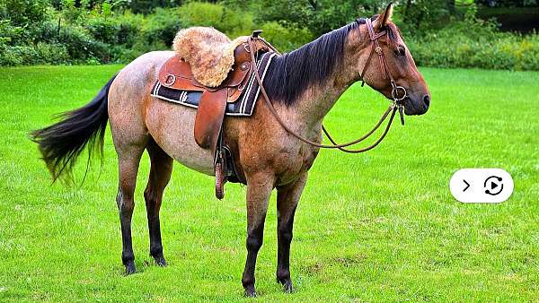 bay-roan-aqha-pre-mare