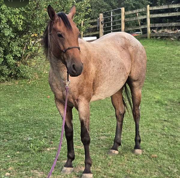 bay-aqha-pre-horse
