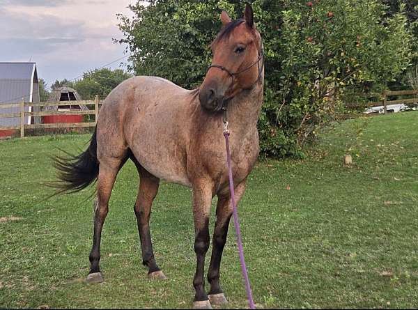 bay-roan-aqha-pre-horse
