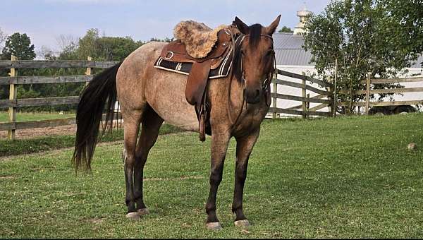 roan-aqha-pre-horse