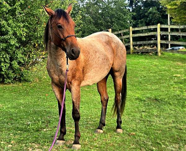 quarter-horse-for-sale