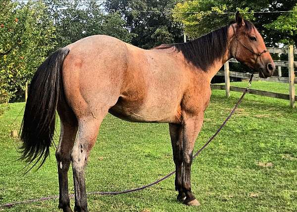 quarter-horse