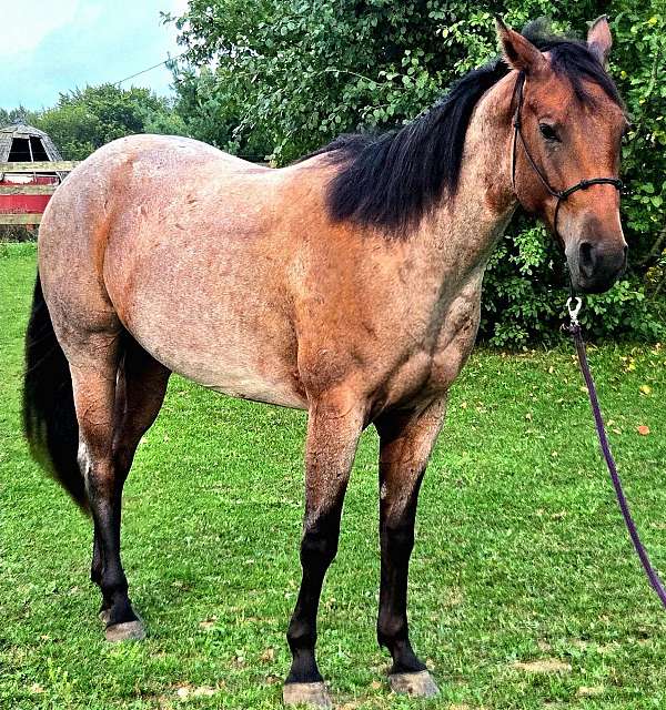 bay-all-around-horse
