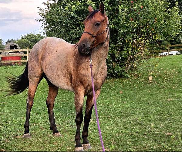 bay-cross-horse