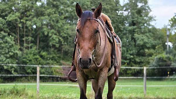 bay-foundation-horse
