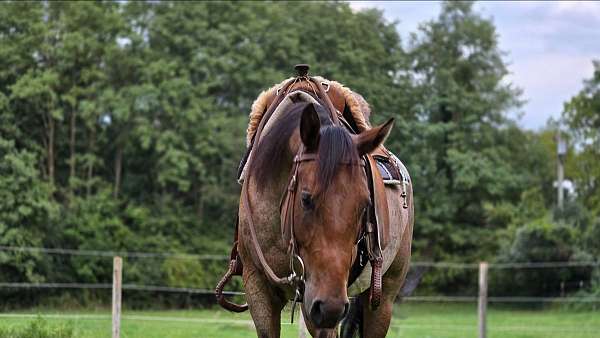 bay-ranch-horse