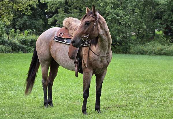 bay-reining-horse