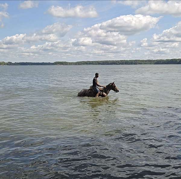 quarter-horse-mare