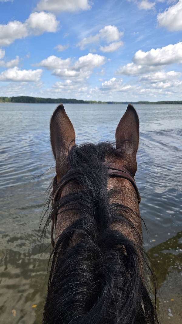 roan-aqha-pre-mare
