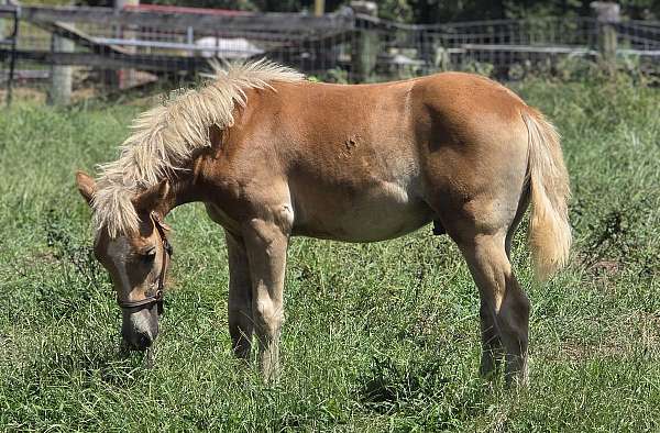 chestnut-snop-horse