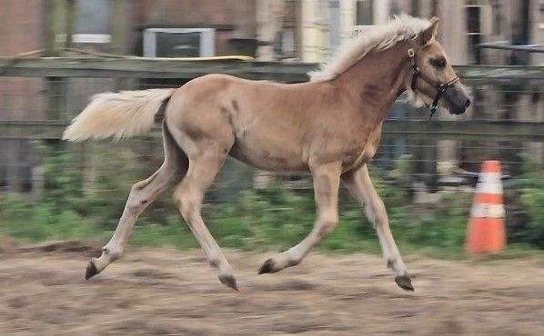 chestnut-haflinger-colt
