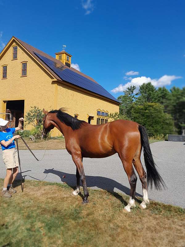 bomb-arabian-horse
