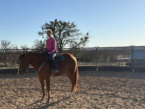 brown-apha-gelding-mare