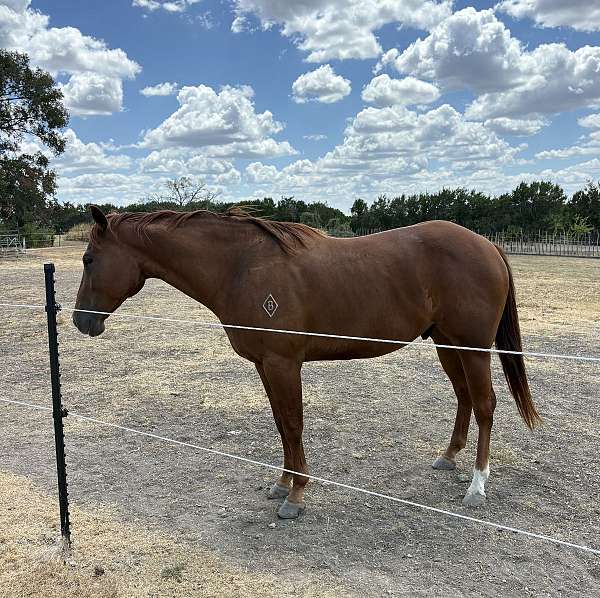 brown-gelding-mare