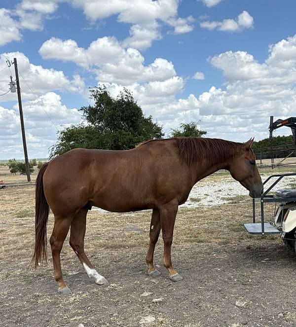 paint-gelding