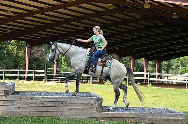 aqha-quarter-horse