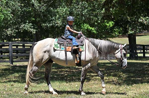 all-around-quarter-horse