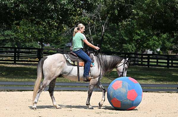 gelding-quarter-horse