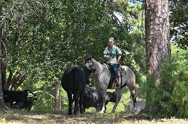 athletic-quarter-horse