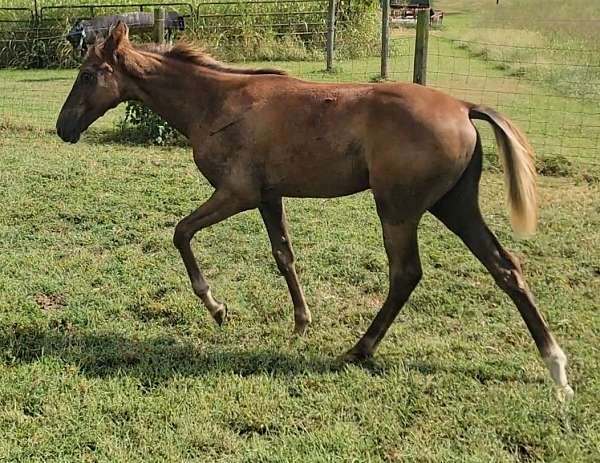 sorrel-tennessee-walking-filly