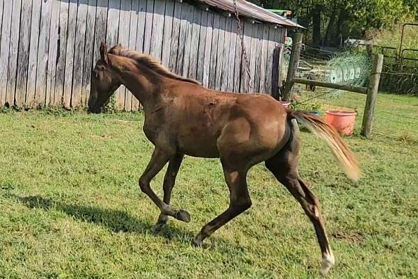 sorrel-filly-for-sale