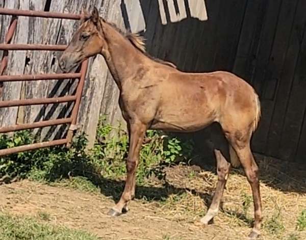 12-hand-tennessee-walking-filly