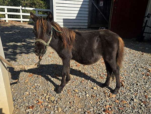 chocolate-therapy-horse