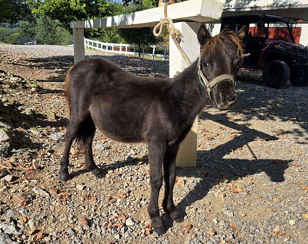 brown-chocolate-miniature-colt