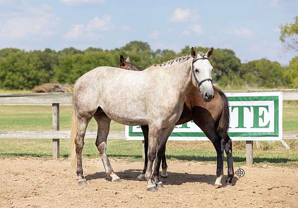 grey-irish-draught-broodmare