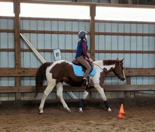 chestnut-ptha-horse