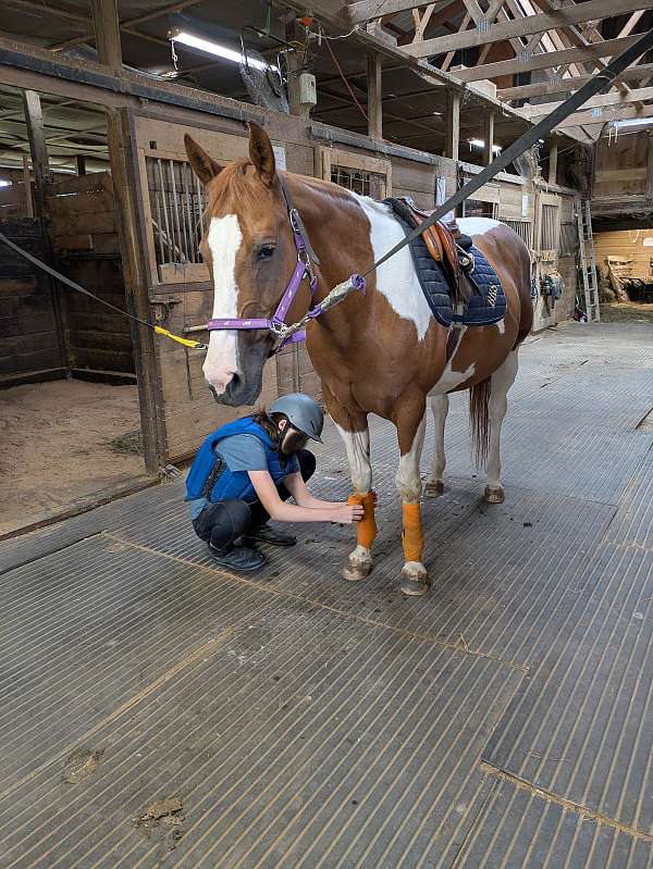 lesson-pinto-horse