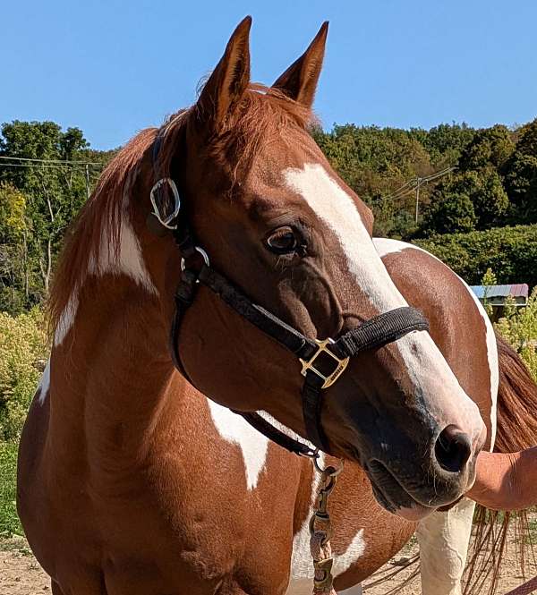project-pinto-horse