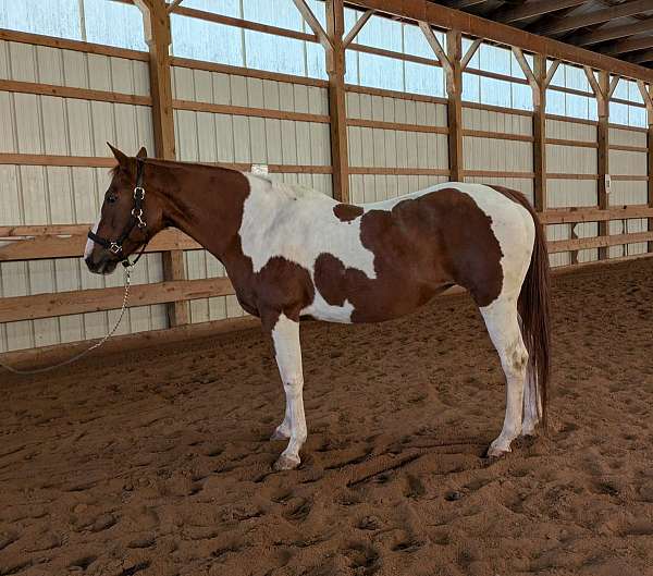 ridden-english-pinto-horse