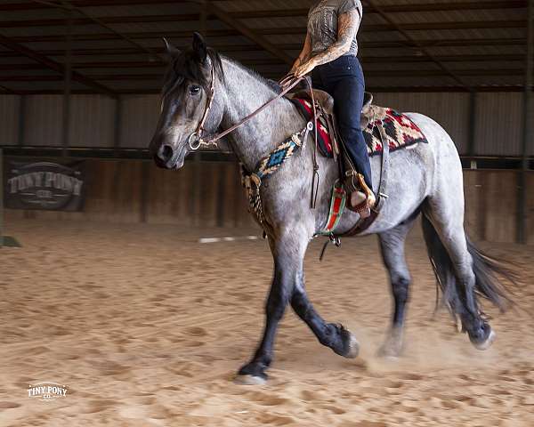 fella-percheron-horse