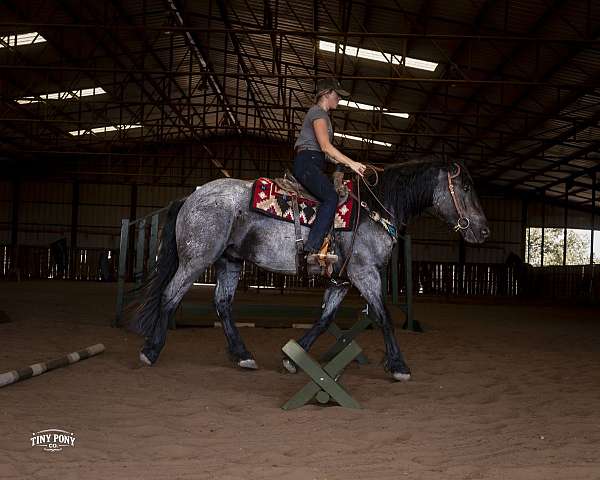 leg-percheron-horse