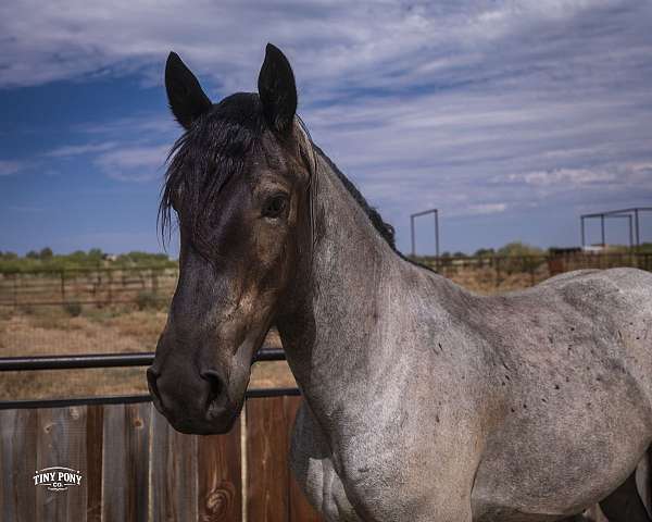model-percheron-horse