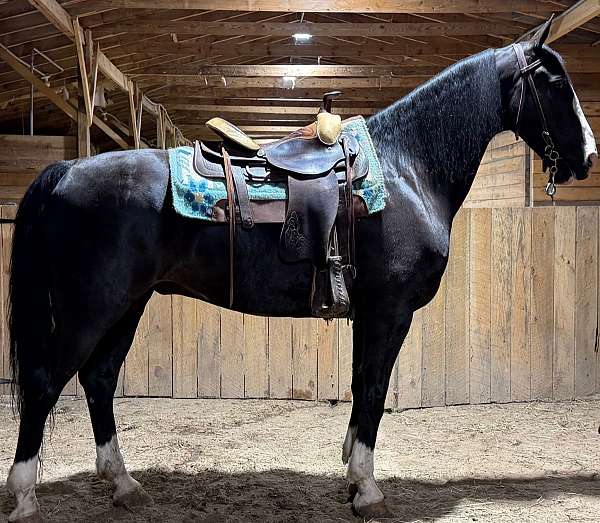 pleasure-dutch-warmblood-horse