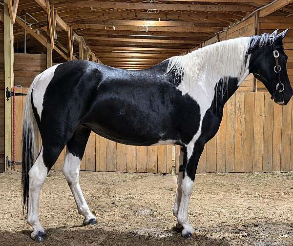 pleasure-paint-horse