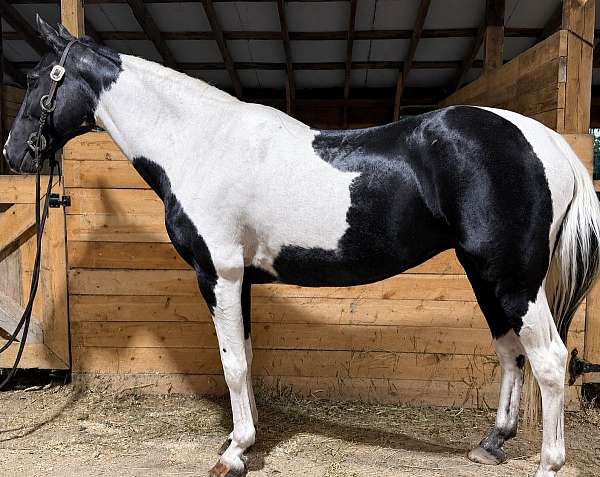 trail-paint-horse